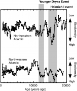 Figure 1 is showing deep-sea biodiversity changes in northeastern and northwestern Atlantic Oceans for the last 20,000 years. Fossil records of these 50000 km distant sites show synchronous, rapid diversity increase during the rapid climate change events of Younger Dryas and Heinrich I (highlighted by gray). Higher biodiversity mean that there are more species in a sample.